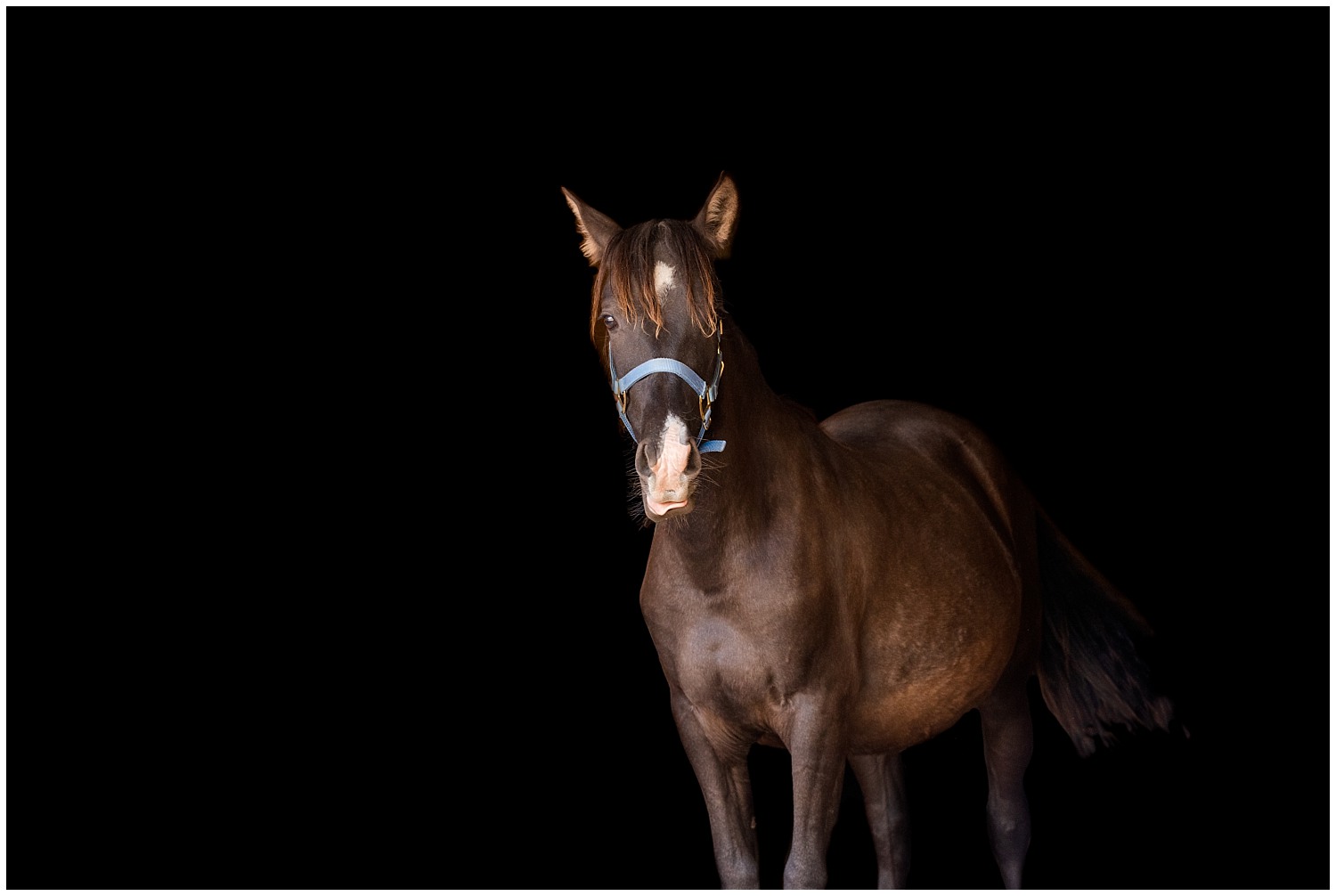 andalusian yearling gelding silly tongue