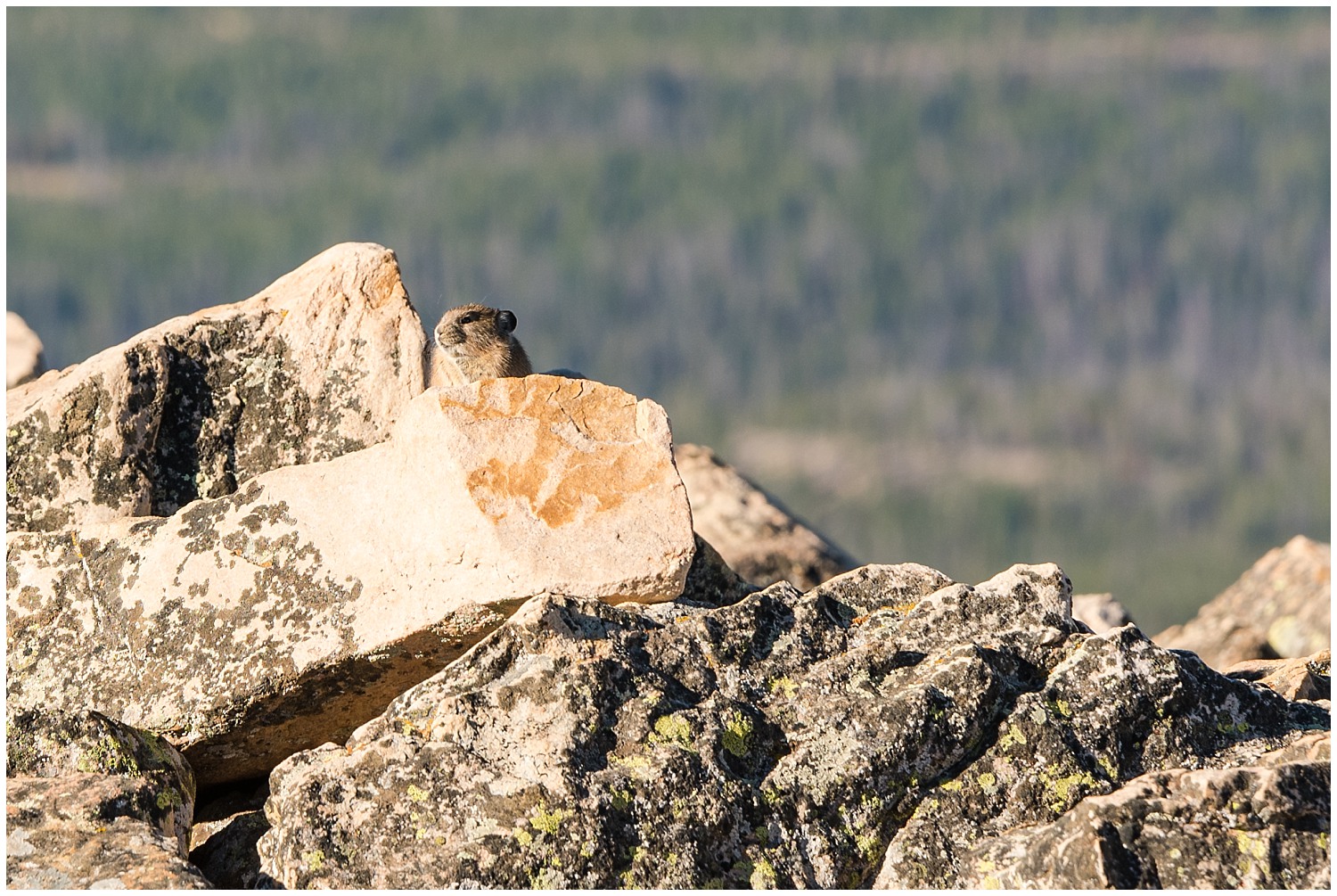american pika
