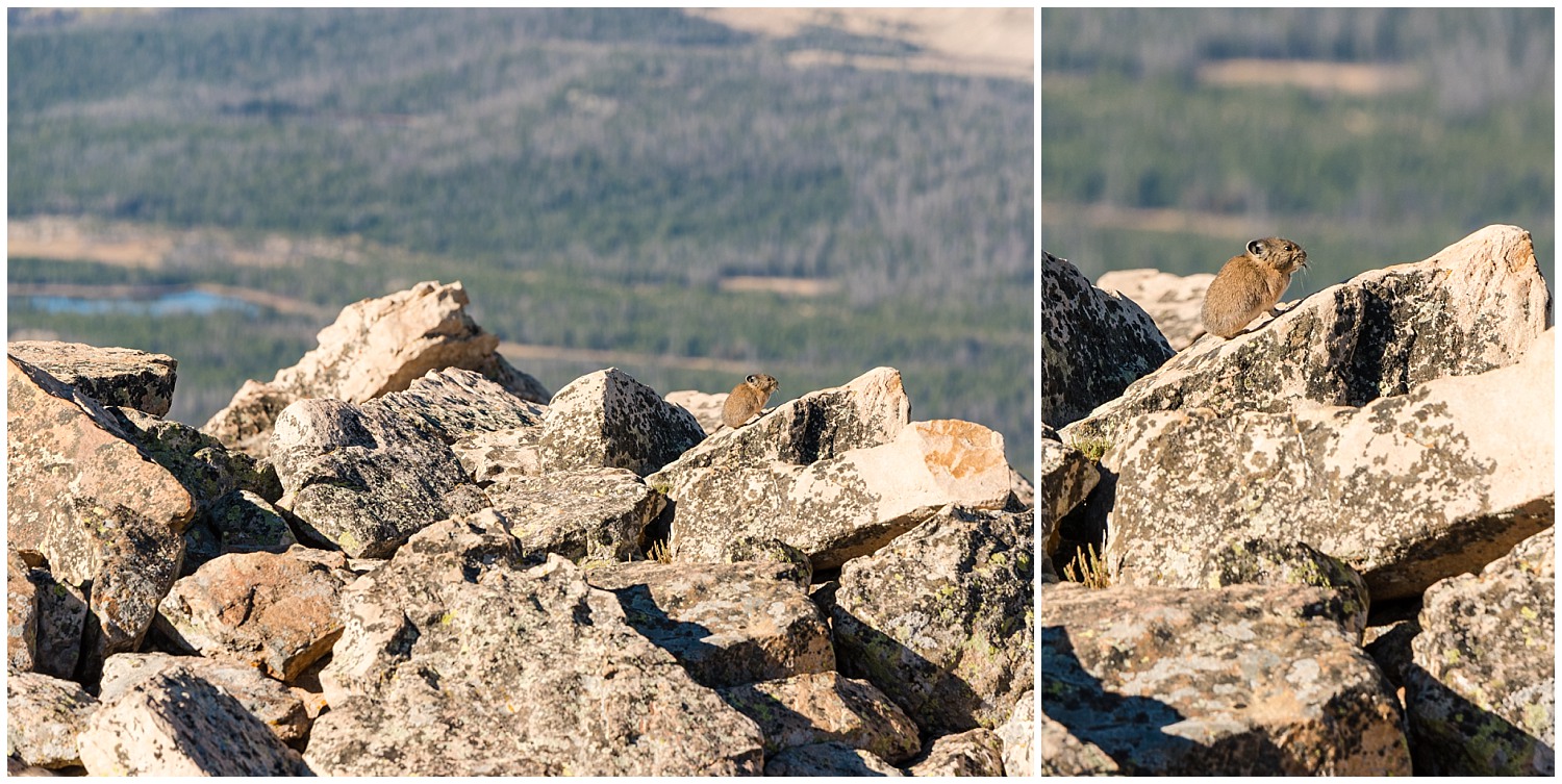 american pika